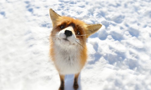 Убираем копирайт Fox Contact
